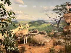 -美国自然历史博物馆