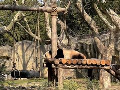 -上海野生动物园