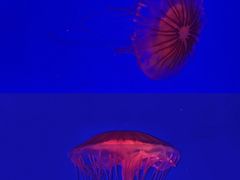 -上海海洋水族馆