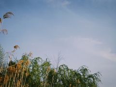 -金鸡湖桃花岛