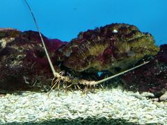 -北戴河圣蓝海洋公园