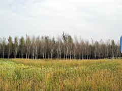 -东郊湿地公园