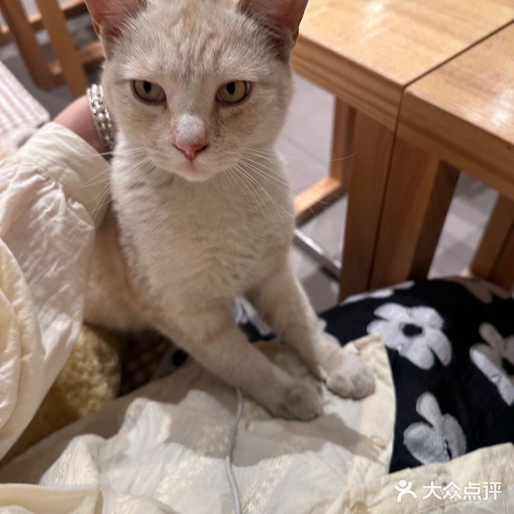 找到了胡同里空间很大的咖啡馆！木质风还有猫！