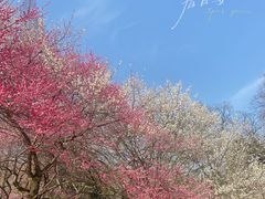 -杭州植物园