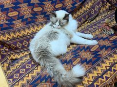 -喵屿·大理花园猫咖