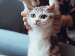 -爱妮康宠物医院·干细胞免疫细胞·肿瘤·心脏(张江店)