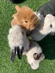 -萌宠亲子动物乐园(槐房万达店)