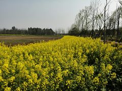 -白鹭湾湿地公园