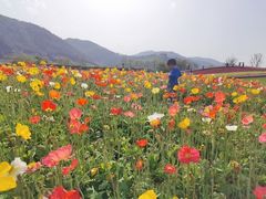 -径山花海