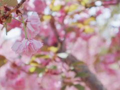 -石家庄市植物园