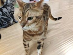 -猫和宫(六道口店)