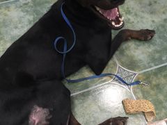 -伟伟宠物医院·CT影像中心·瑞派犬猫综合性门诊(汉口总院)