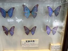 -上海大自然野生昆虫馆