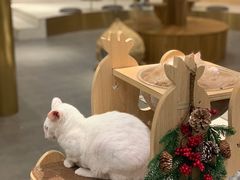 -飞行喵MR PILOT|猫舍·猫咖(静安大融城店)