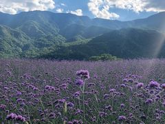 -紫云台香草园