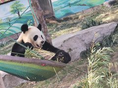 -上海野生动物园
