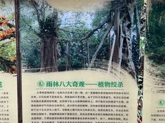 -西双版纳原始森林公园