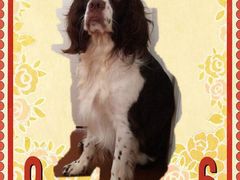 -安安宠医·安宠宠物医院