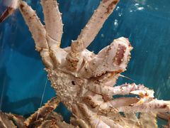 -蟹田居·活蟹料理(东城店)