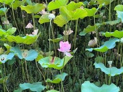 -荔湾湖公园