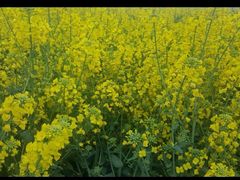 -绵阳盛世樱花悠乐谷