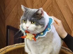 -MOCHA明星猫咖(田子坊店)