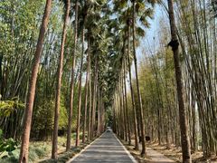 -中国科学院西双版纳热带植物园