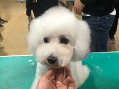 -优缇多格专业宠物美容师培训学校