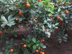 -兰陵国家农业公园