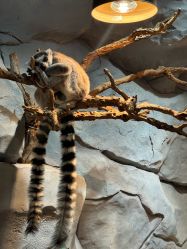 -Zoolung Zoolung动物主题公园(海信广场店)