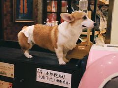 -more than meow吴止猫主题餐厅(承德 中船汇店)