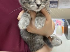 -瑞鹏宠物医院·爱宠堂·骨外专科(西荷分院)