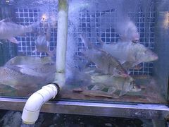 -八仔大富楼·河鲜(西江店)