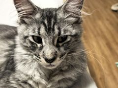 -欣宠猫屋·矮脚拿破仑·蓝金金渐层