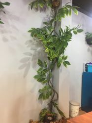 -Ly形象设计