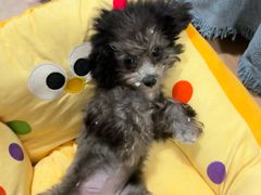 -翊宠yipet猫狗购宠庄园犬舍•猫舍