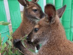 -西霞口神雕山野生动物世界