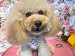 -百好乐宠物友好餐厅(朝外大街店)