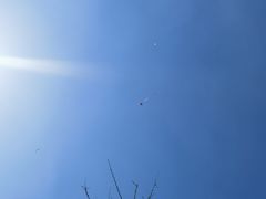 -丁香湖公园