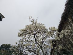 -何园