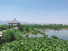-哈素海