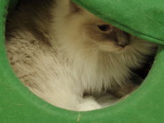 -猫和宫(六道口店)