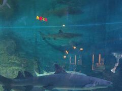 -烟台海昌鲸鲨海洋公园