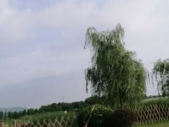 -西京湾花海