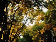 -三里屯东五街银杏大道