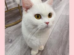 -BABIT巴比特宠物(MOMOPARK店)