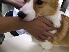 -宠颐生中康贝怡动物医院