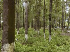 -林间山庄