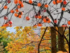 -四明山国家森林公园
