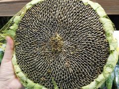 -盒马鲜生(王府广场店)